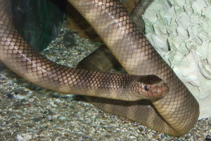 Duży samolot, dzieci morskie lub wąż chiński morze